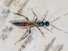 Xorides sepulchralis