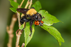 Laphria macquarti