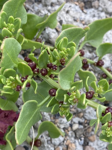 Beta procumbens C. Sm.