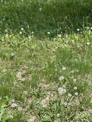 Taraxacum officinale