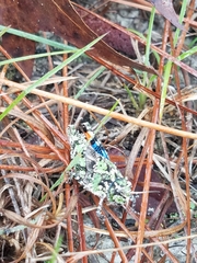 Pardalophora phoenicoptera