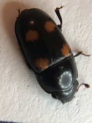 Glischrochilus obtusus