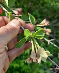 Weigela subsessilis