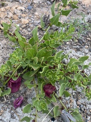 Patellifolia procumbens image