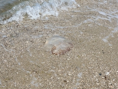 Rhopilema verrilli