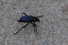 Blaps lusitanica
