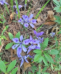 Iris rossii