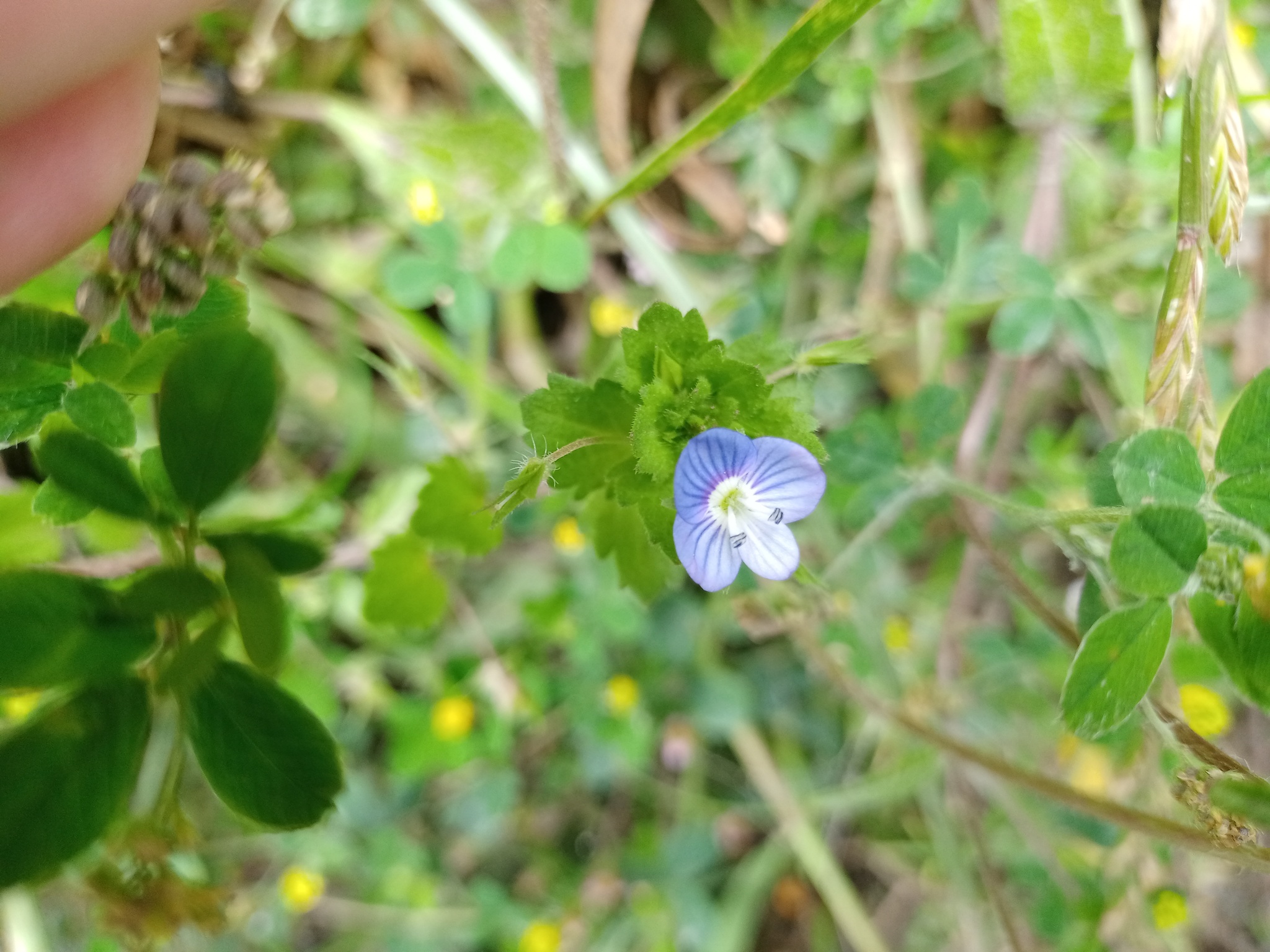 Veronica persica image