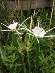 Hymenocallis liriosme