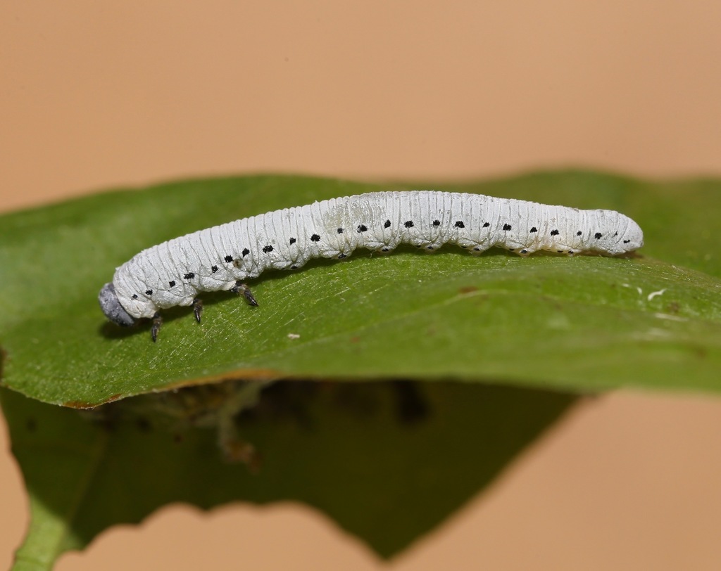 Pseudosiobla excavata