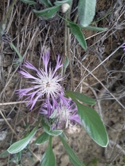 Psephellus marschallianus