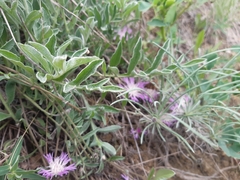 Psephellus marschallianus