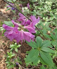 Rhododendron mucronulatum