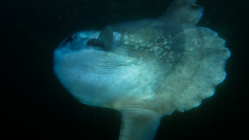 Common Mola, photo 5 of 10