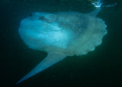 Ocean Sunfish photo 3