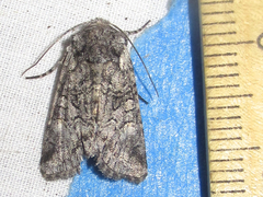 Eriopygini