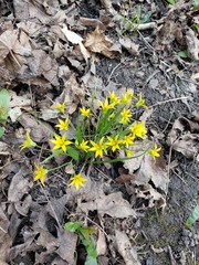 Gagea minima
