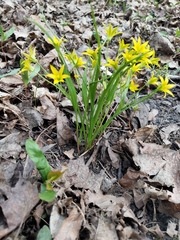Gagea minima