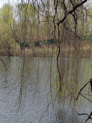 Salix
