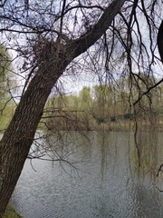 Salix