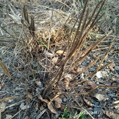 Plantago major