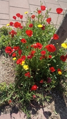 Papaver