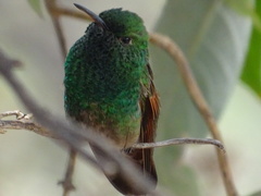 Saucerottia beryllina