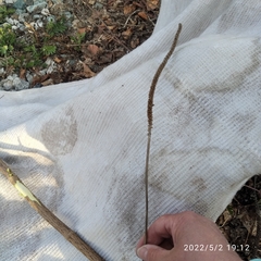 Plantago major