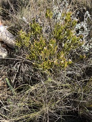 Diosma passerinoides
