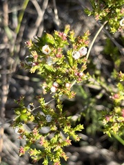 Diosma passerinoides