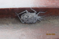 Peltasticus punctatus