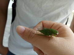 Chremistica ochracea