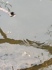 Gerridae