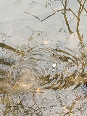 Gerridae