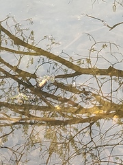 Gerridae