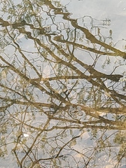Gerridae