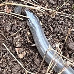 Coeranoscincus reticulatus