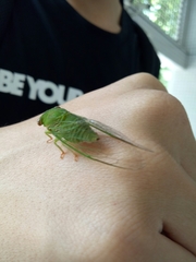 Chremistica ochracea