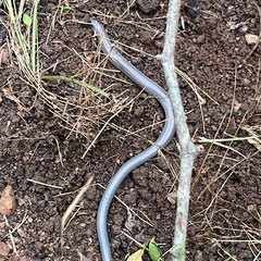 Coeranoscincus reticulatus