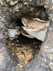 Cerioporus squamosus