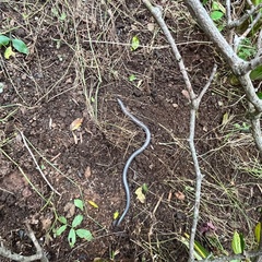 Coeranoscincus reticulatus