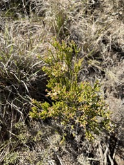 Diosma passerinoides