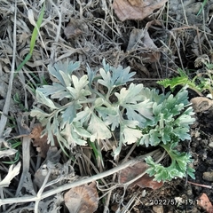 Artemisia absinthium