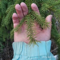Picea obovata