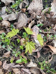 Acer platanoides