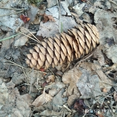 Picea obovata