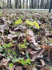 Acer platanoides