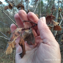 Crataegus