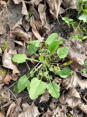 Lapsana communis