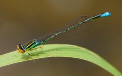 Enallagma antennatum